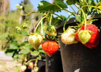 Dicas para ter um jardim vertical de morangos saudável e produtivo