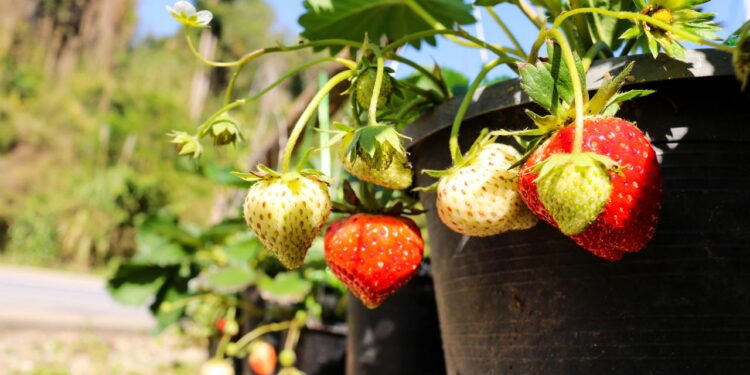 Morango - Créditos: depositphotos.com / jit.anong714.gmail.com