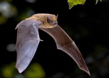 É seguro alimentar morcegos? Veja o que dizem os especialistas