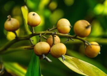 Cultive noz-moscada no jardim ou vaso e tenha aroma sempre fresco