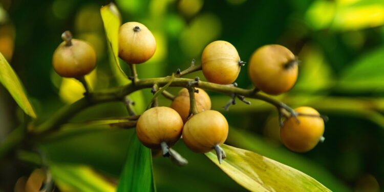 Cultive noz-moscada no jardim ou vaso e tenha aroma sempre fresco