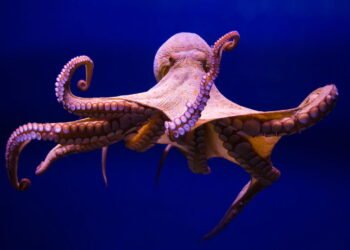 Os polvos têm um “cérebro” em cada braço
