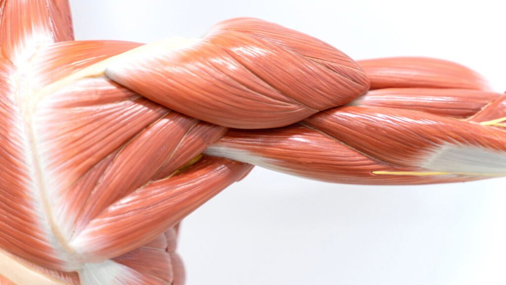 Com que idade o corpo começa a perder músculo e como evitar isso com um exercício simples