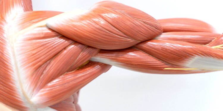 O que acontece com seus músculos quando você consome magnesio?