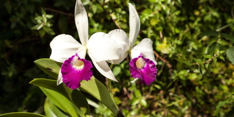 Como cuidar e plantar a flor mais linda do Brasil na sua casa