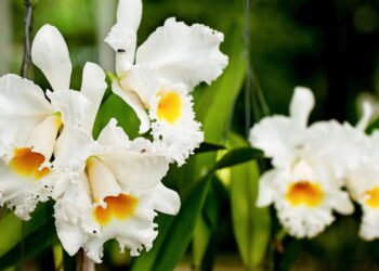 Como cuidar e plantar a flor mais linda do Brasil na sua casa