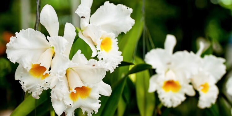 Como cuidar e plantar a flor mais linda do Brasil na sua casa