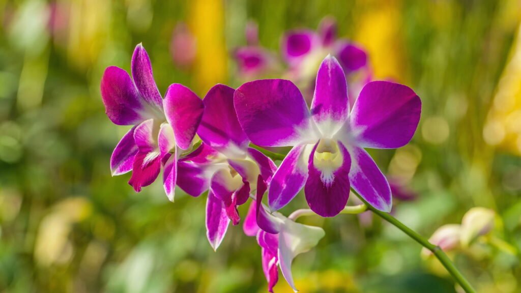 Como plantar orquídea e manter flores lindas o ano inteiro