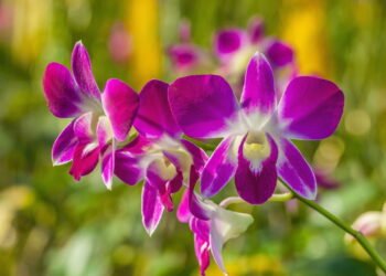 Como plantar orquídea e manter flores lindas o ano inteiro