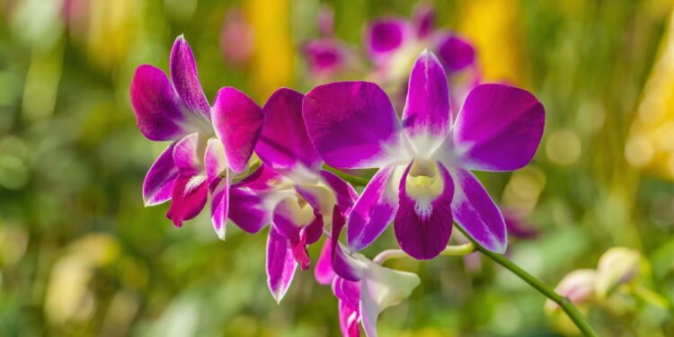 Como plantar orquídea e manter flores lindas o ano inteiro