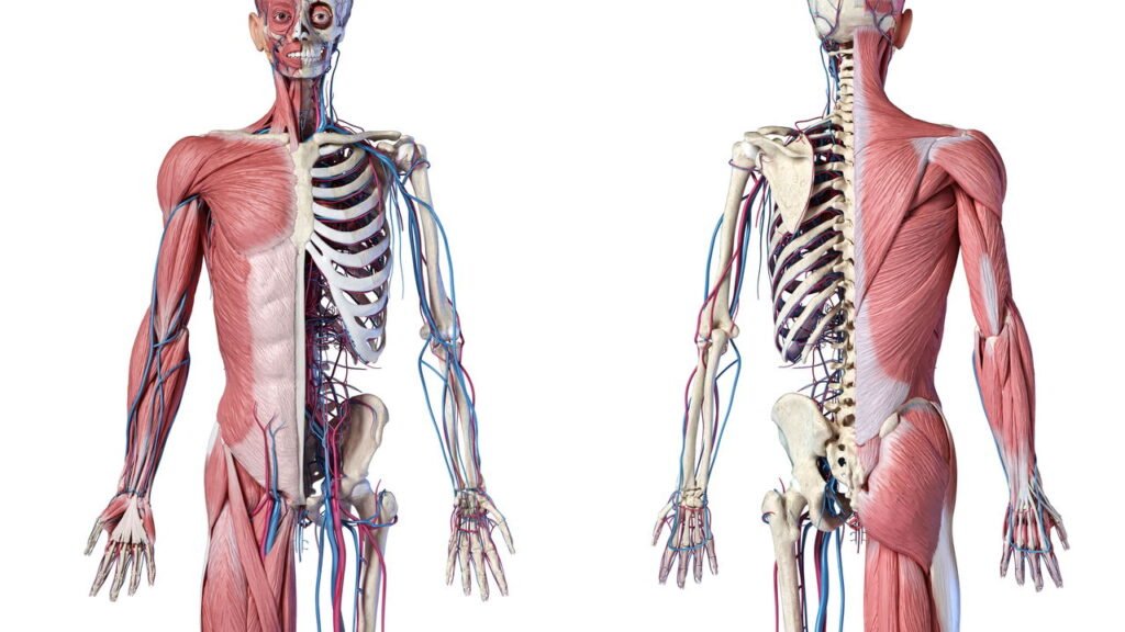 Como fortalecer os ossos com alimentos simples e exercícios leves