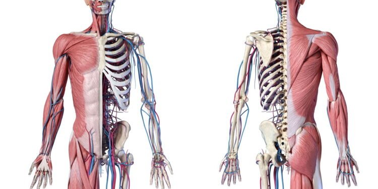Alimento simples que fortalece ossos melhor do que cálcio isolado