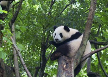 Pandas comem algo além de bambu? Descubra a dieta curiosa