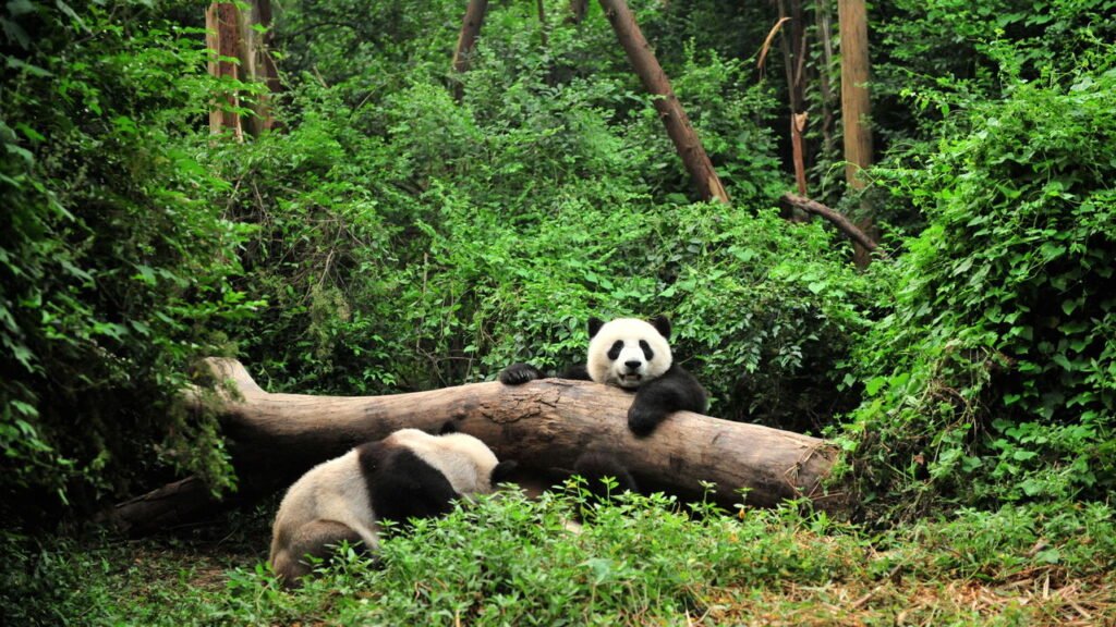 Pandas comem algo além de bambu? Descubra a dieta curiosa