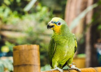 O que significa quando um papagaio canta no seu quintal?