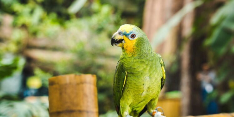 O que significa quando um papagaio canta no seu quintal?