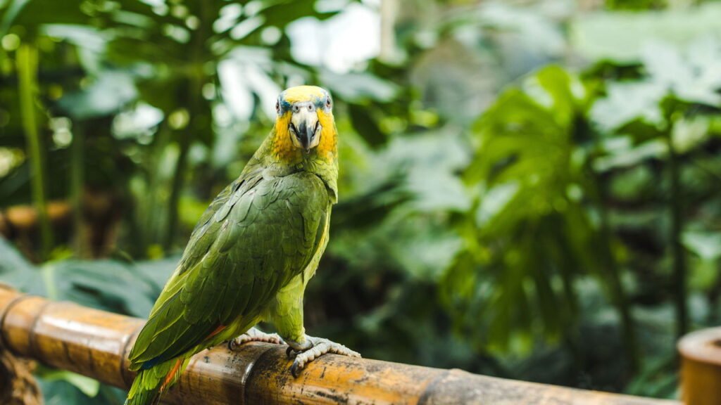 O que significa quando um papagaio canta no seu quintal?