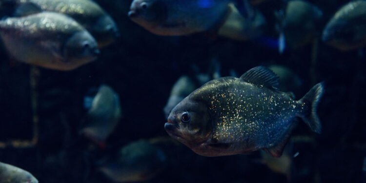 Após décadas sem sinais este peixe reapareceu onde ninguém esperava