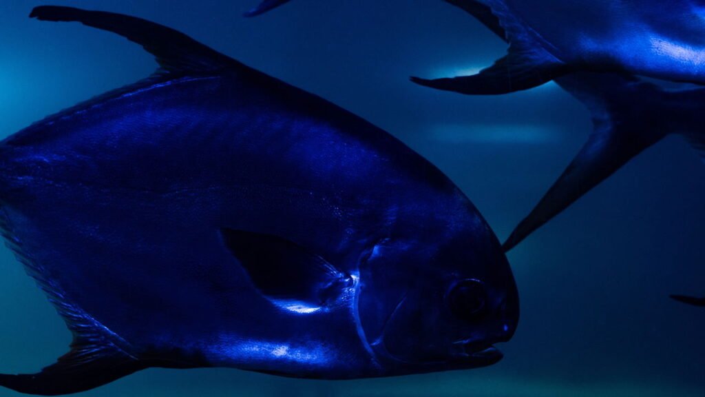 Após décadas sem sinais este peixe reapareceu onde ninguém esperava