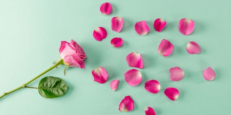 Cientistas descobrem a origem da forma das pétalas de rosa