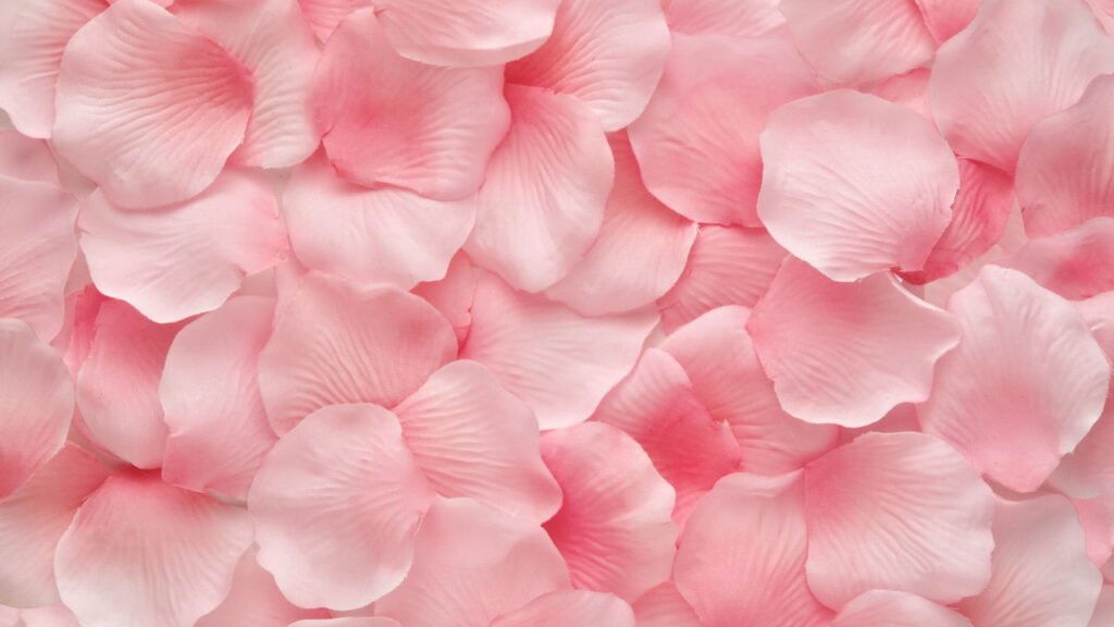 Cientistas descobrem a origem da forma das pétalas de rosa