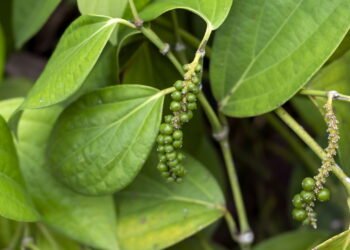 Essa pimenta é remédio natural e você pode plantar em casa agora