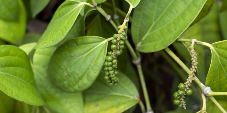Essa pimenta é remédio natural e você pode plantar em casa agora