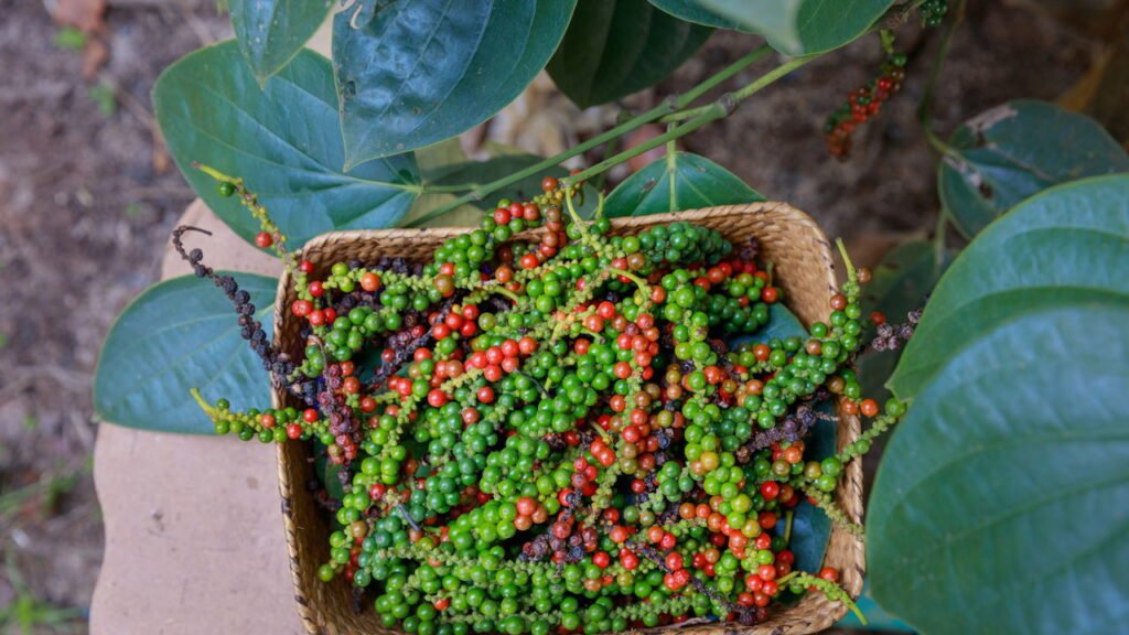 Essa pimenta é remédio natural e você pode plantar em casa agora