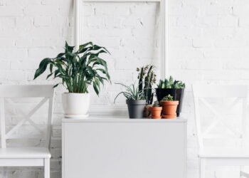 Bicarbonato de sódio pode ser o grande aliado nas plantas internas da sua casa