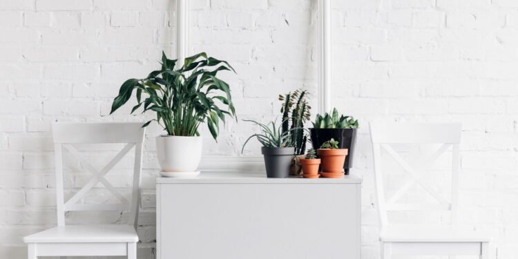 Bicarbonato de sódio pode ser o grande aliado nas plantas internas da sua casa