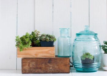 Por que ter plantas em casa pode melhorar seu humor e reduzir o estresse