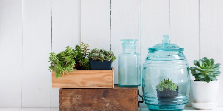 Por que ter plantas em casa pode melhorar seu humor e reduzir o estresse - Créditos: depositphotos.com / manera