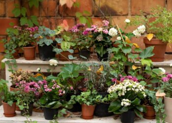 Quem tem plantas em casa pode ter estas características segundo a ciência