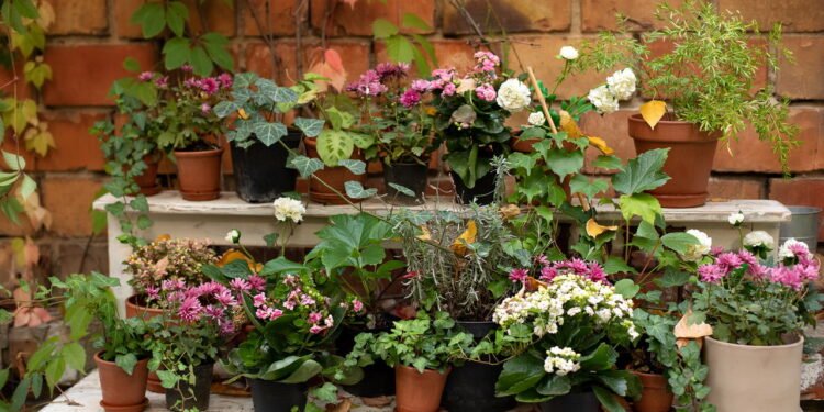 Quem tem plantas em casa pode ter estas características segundo a ciência