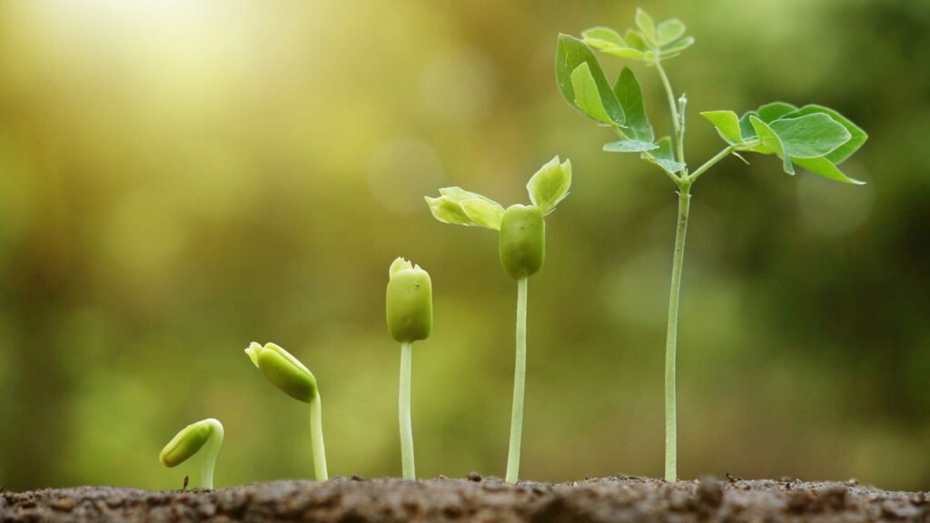 Cientistas revelam o grande segredo para crescimento das plantas