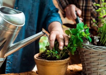 Saiba o melhor horário para regar suas plantas