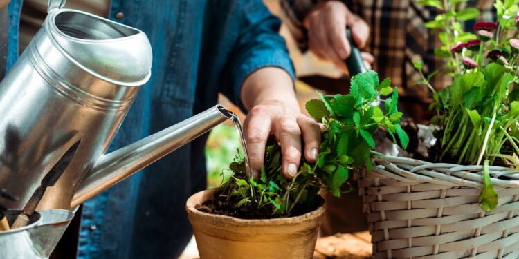 Saiba o melhor horário para regar suas plantas