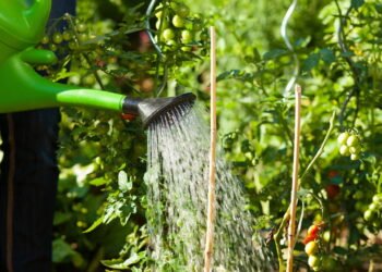 Saiba o melhor horário para regar suas plantas