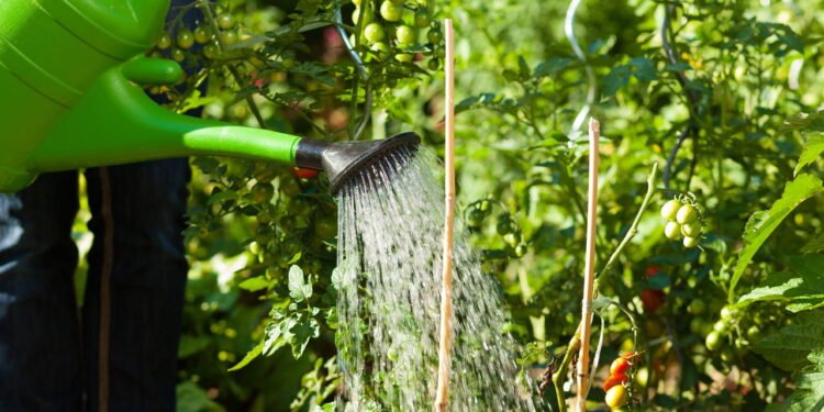 Saiba o melhor horário para regar suas plantas
