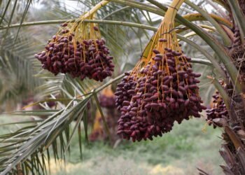 Cultive em casa um dos frutos mais antigos do mundo