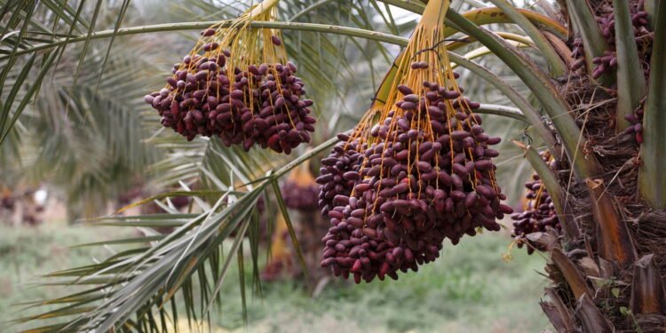 Cultive em casa um dos frutos mais antigos do mundo