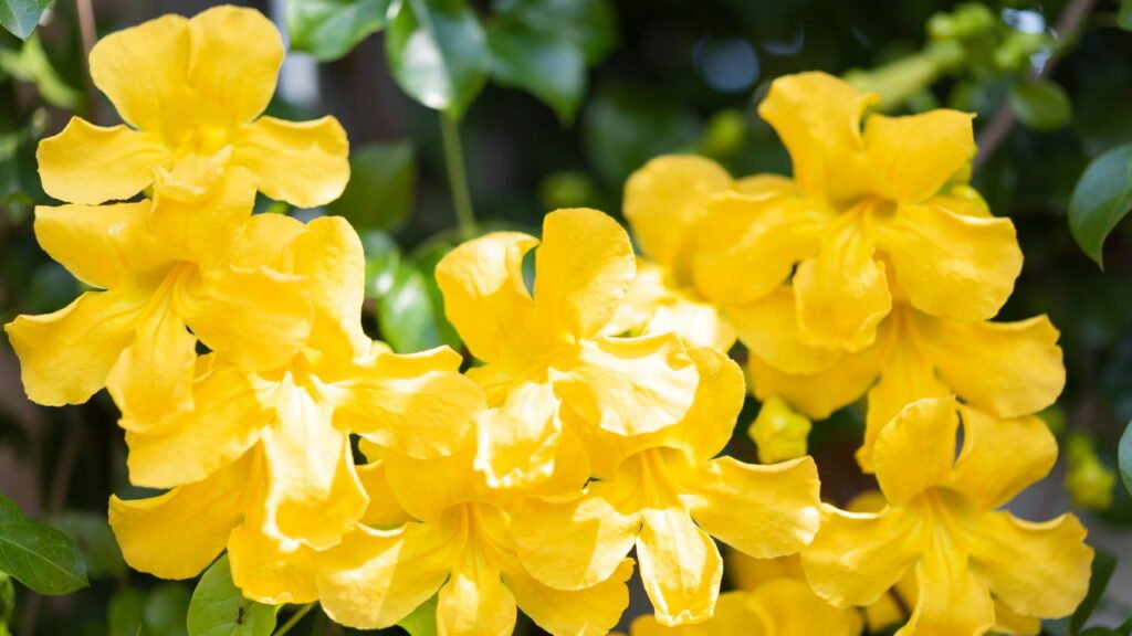 Cultive em casa essa planta que alivia dores nas articulações