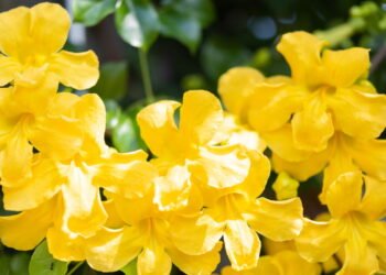 Cultive em casa essa planta que alivia dores nas articulações