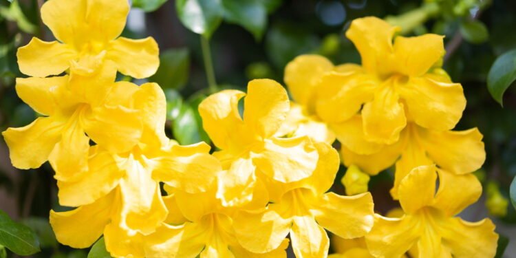 Cultive em casa essa planta que alivia dores nas articulações