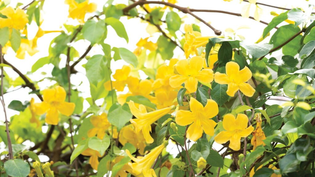 Cultive em casa essa planta que alivia dores nas articulações
