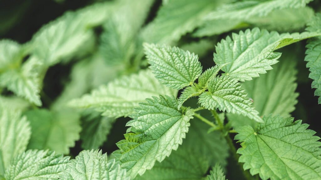 A melhor planta para dores renais e próstata segundo a ciência