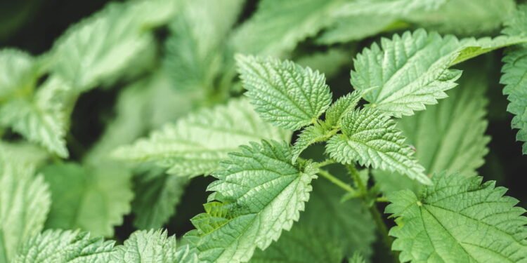 A melhor planta para dores renais e próstata segundo a ciência