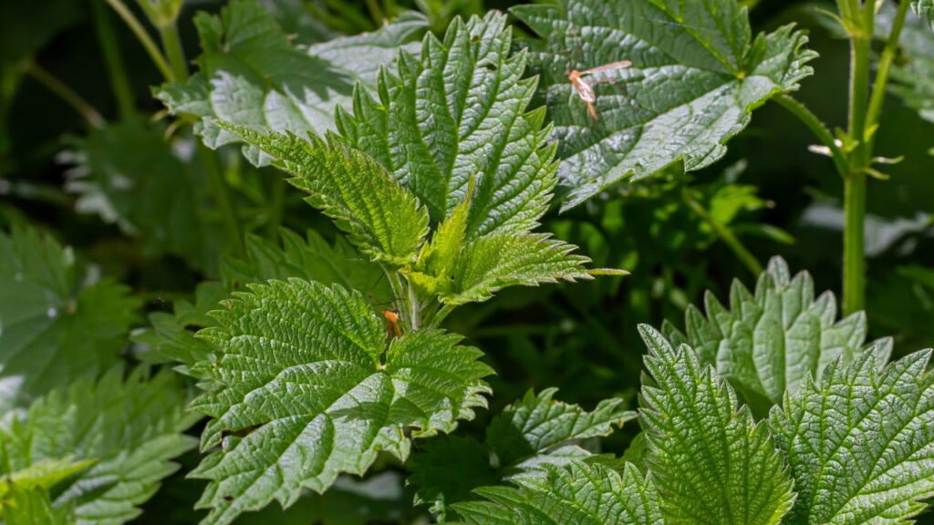 A melhor planta para dores renais e próstata segundo a ciência