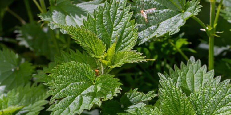 A melhor planta para dores renais e próstata segundo a ciência