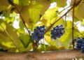 Benefícios surpreendentes da uva roxa que poucos conhecem